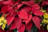 Poinsettias, Southern California’s Christmas Gift