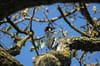 Love, Acorns, and Drama: The Wild Romances of Riverside’s Favorite Woodpecker