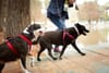 Image of dogs being walked during a Walk with the Animals event