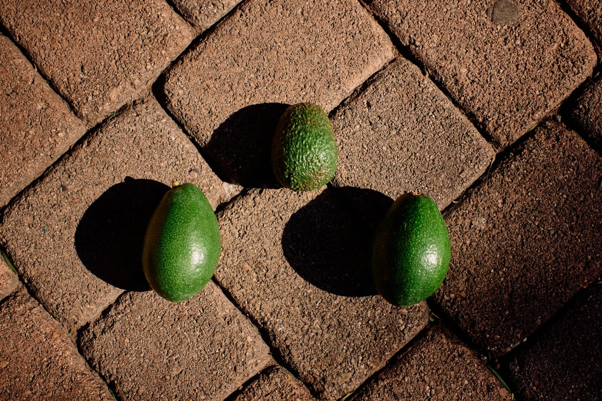 Why the Hass Variety Reigns as Avocado Royalty